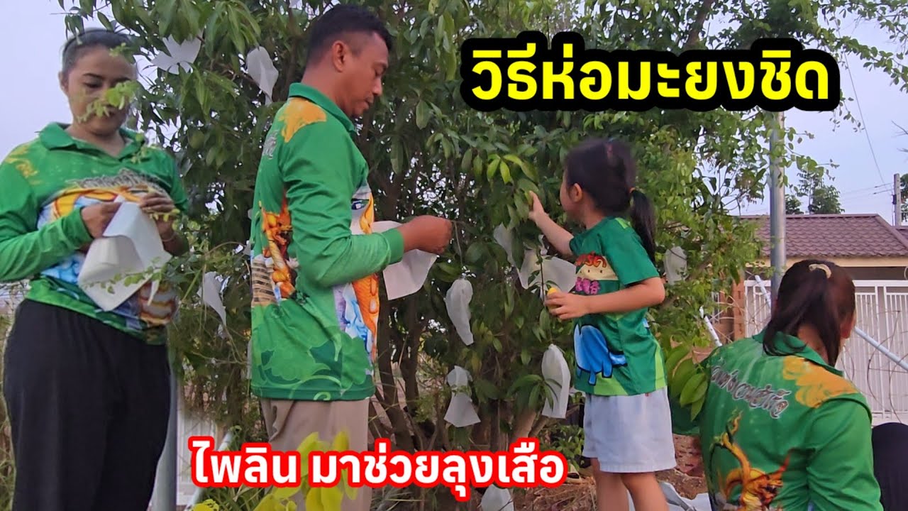 ห่อมะยงชิด ตามที่FCแนะนำมา ไพลินมาช่วยลุงเสือ..จะถึงไหมมันสูงนะ