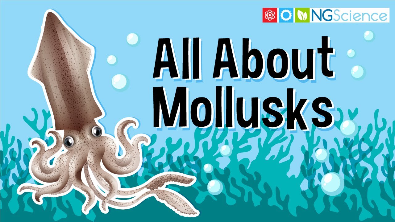 Все о моллюсках
