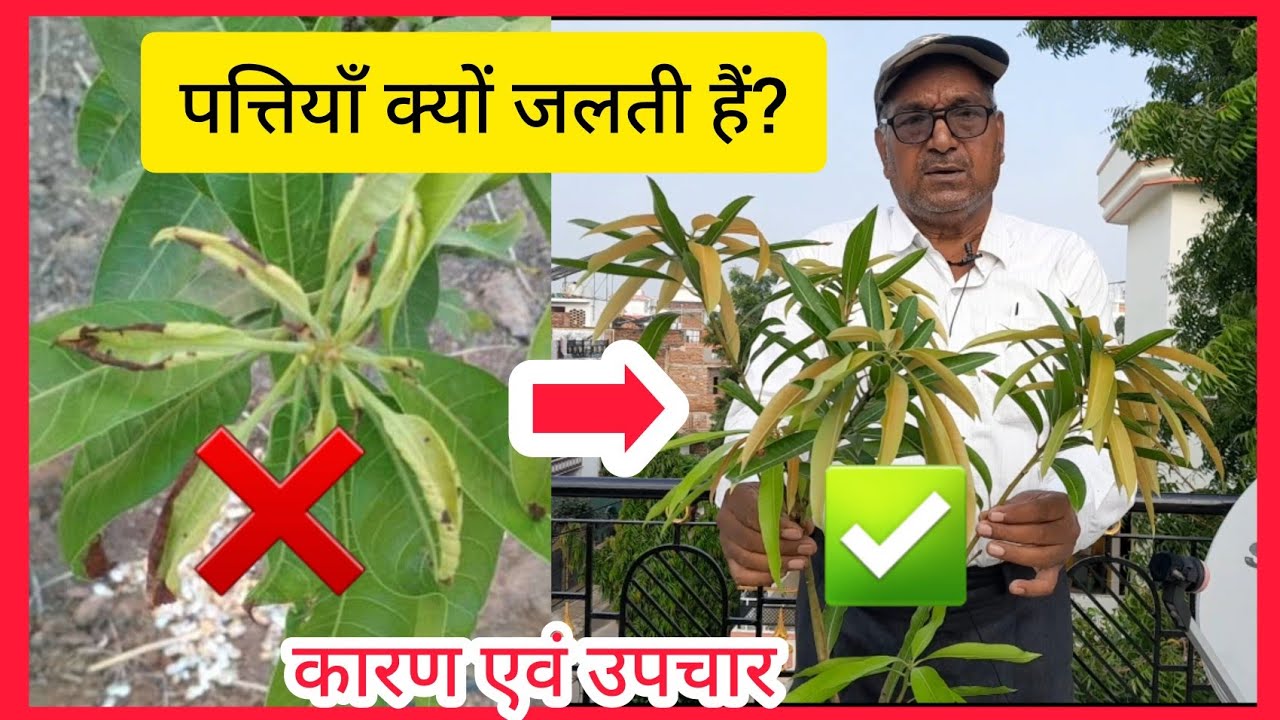 आम के पत्तों का जलना:आम की पत्तियाँ निकलते ही क्यों जल जाती हैं कारण औऱ समाधान