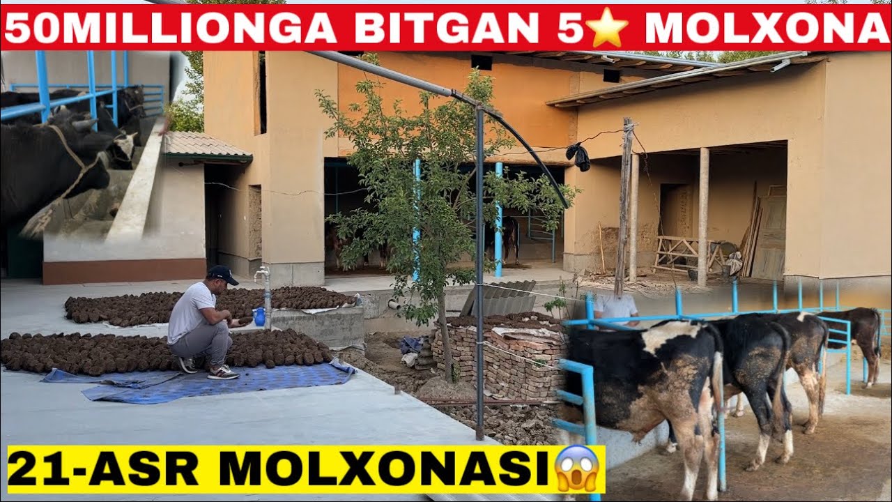 БУНИ КУРИБ МОЛХОНАМНИ БУЗГИМ КЕЛДИ! Доктор молхона куриш сирларини очиб ташлади #молбокиш #молхона