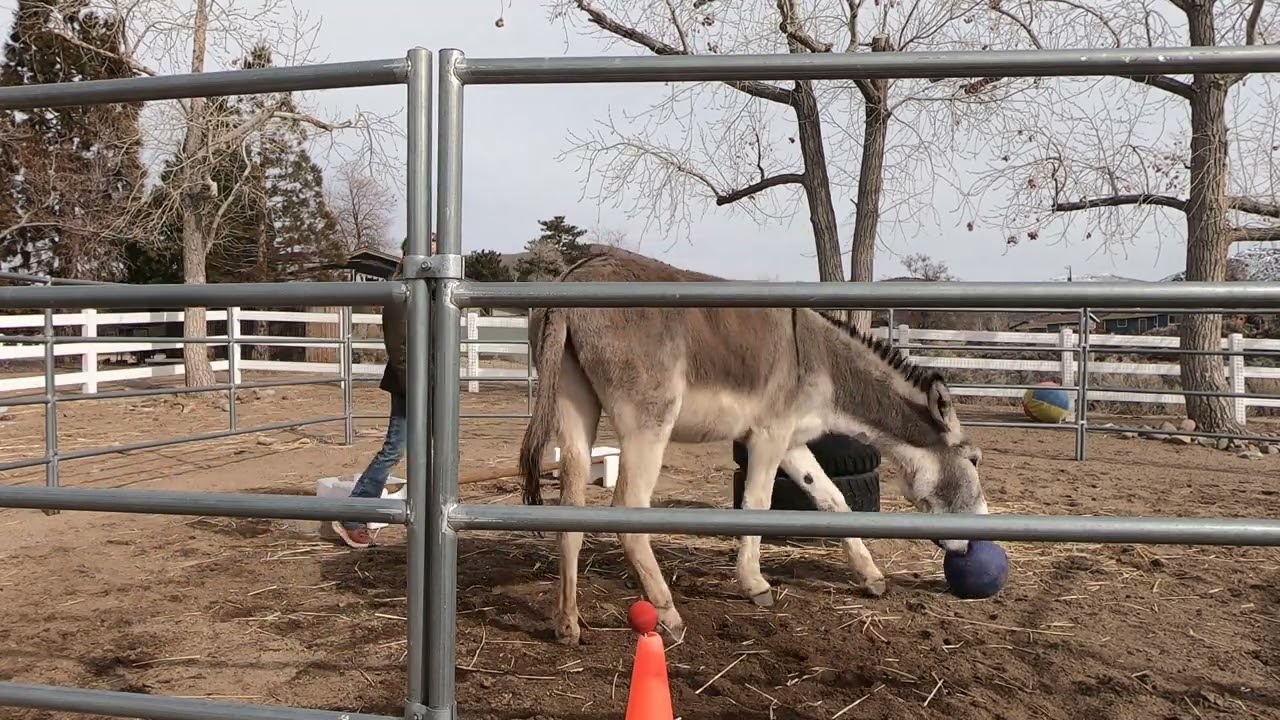 BLM Burro fun with tricks