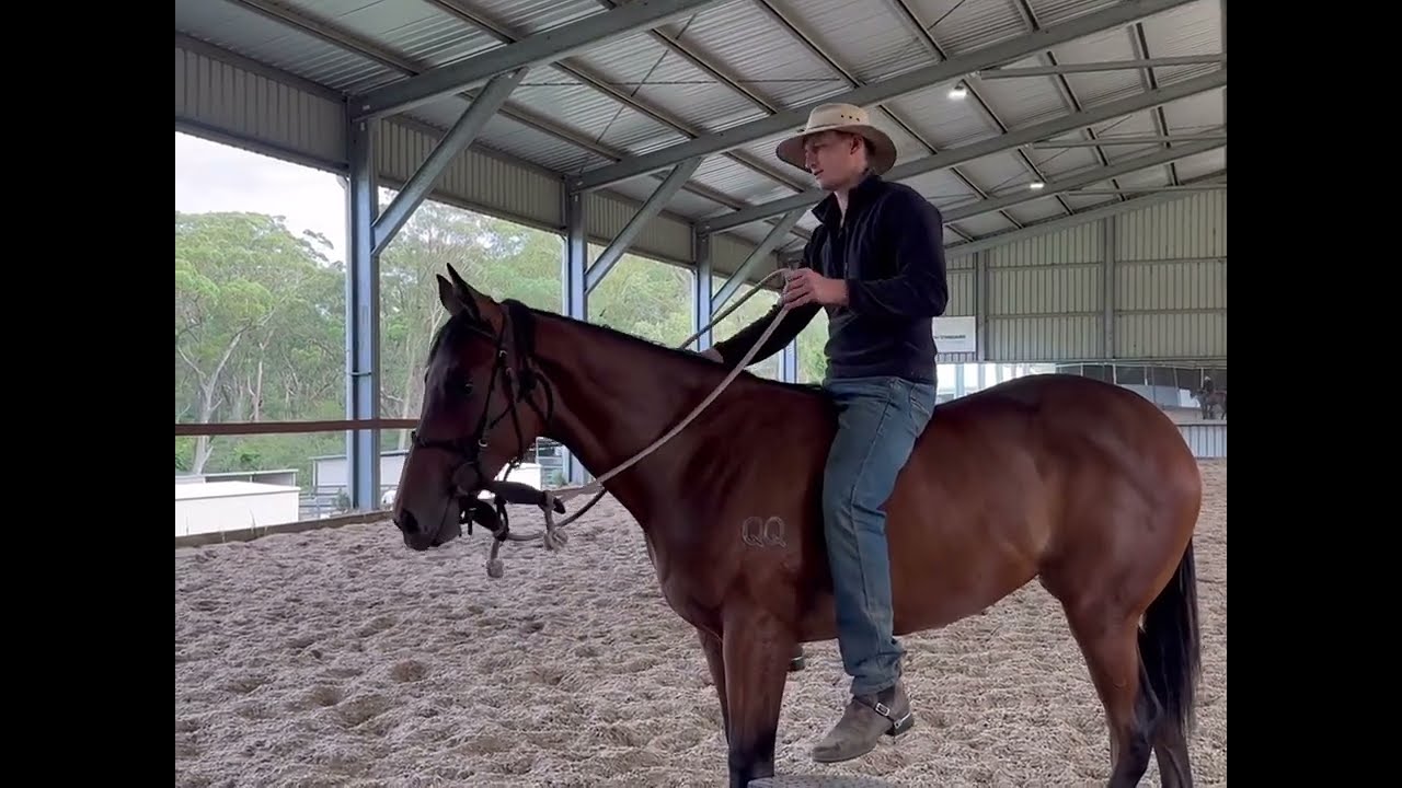 GHAIYYATH x WATER RISING filly - Breaking in Jan 2026