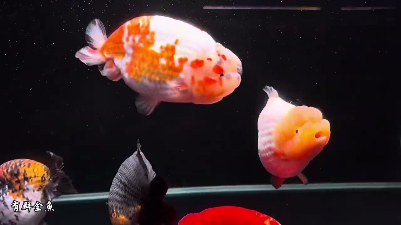 蘭壽金魚 泰獅金魚 熊貓三色