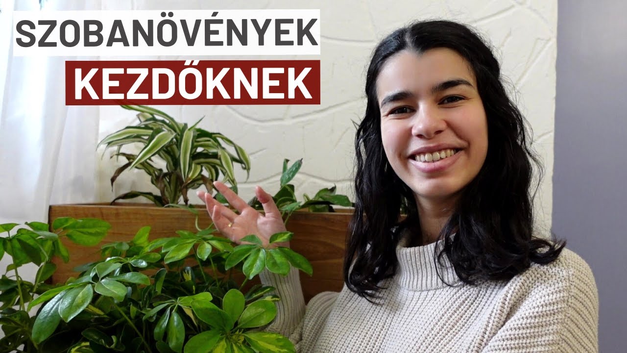 5 SZOBANÖVÉNY, amit KÖNNYŰ gondozni, és amit IMÁDOK!