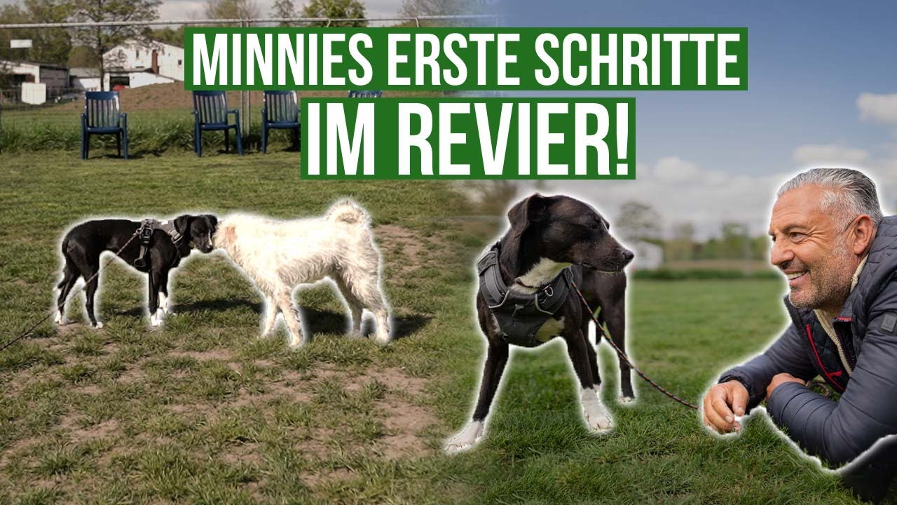 Das AUFEINANDERTREFFEN mit den anderen Hunden... ❤️ Minnie kommt im Revier an! #Tierschutz