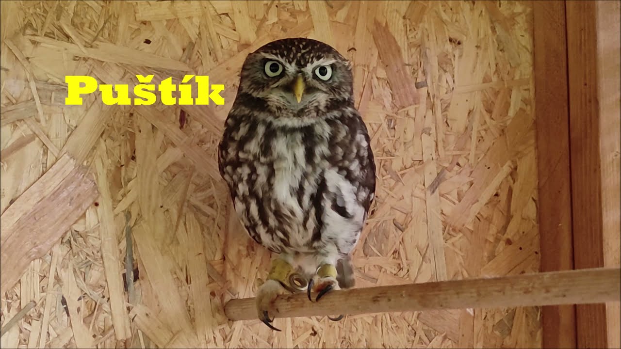 Puštík