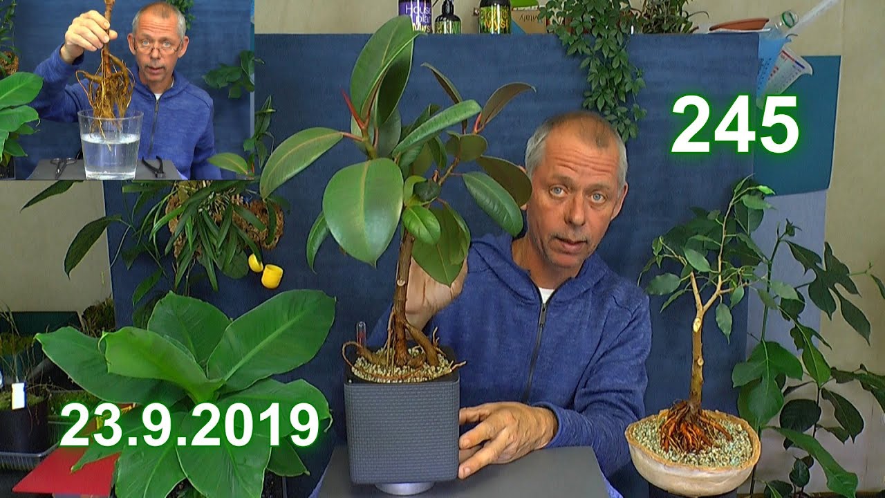 Gummibaum klein halten Schneiden Umpflanzen zum Bonsai machen alles möglich