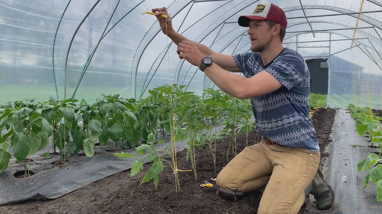 Van volkstuin naar tuinderij 011 - kas aanplanten en tuin update