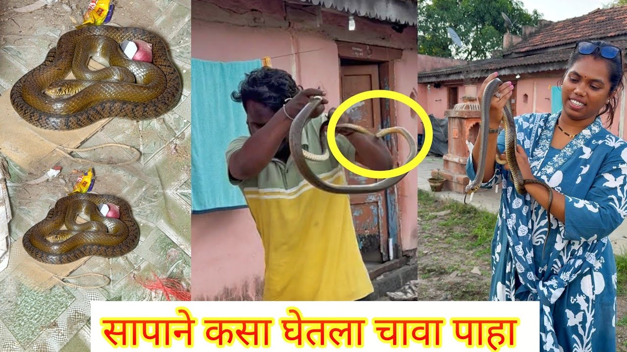 😳अरे बापरे धामण सापाने कसा घेतला चावा पाहा😱