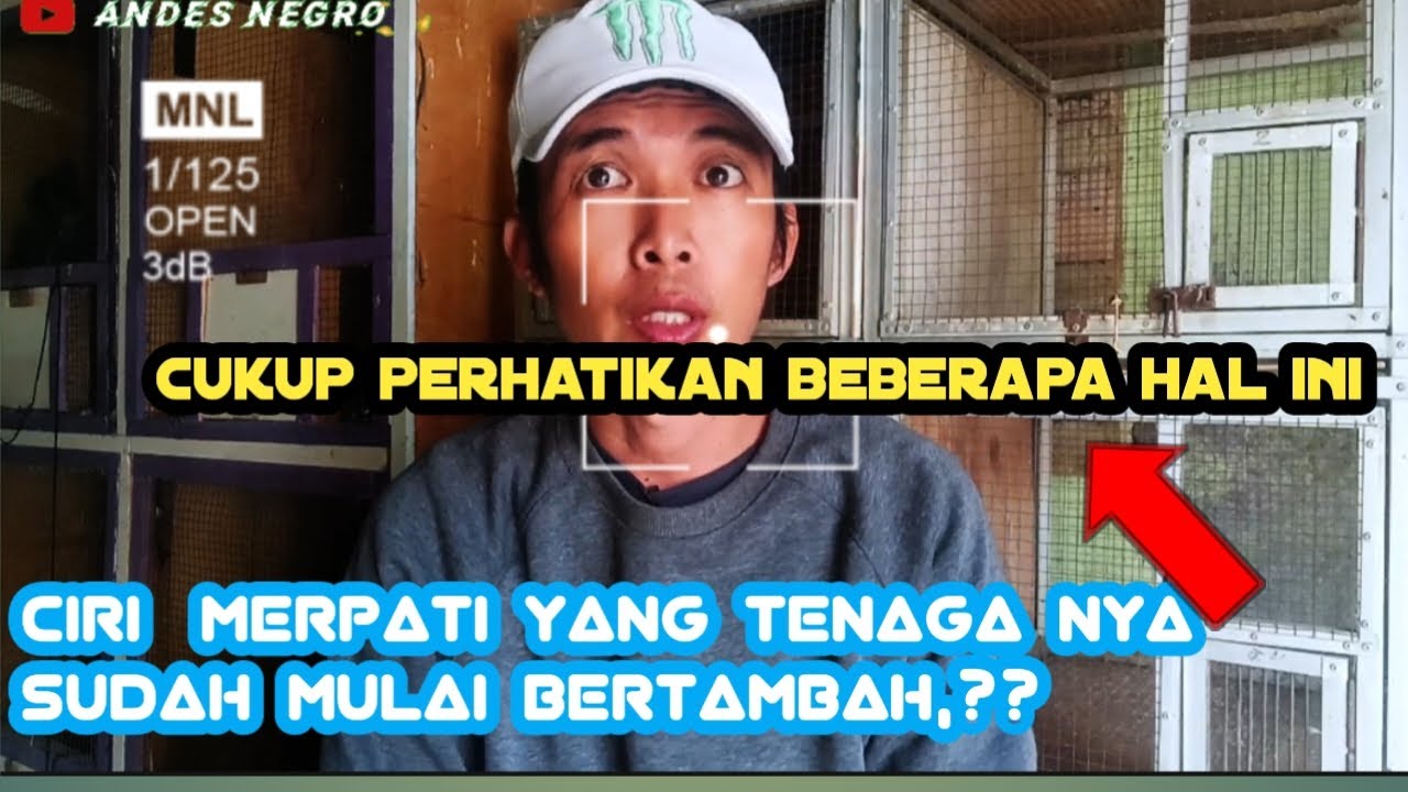PERHATIKAN CIRI² INI, YG BISA MENANDAKAN MERPATI SUDAH MULAI MEMILIKI TENAGA