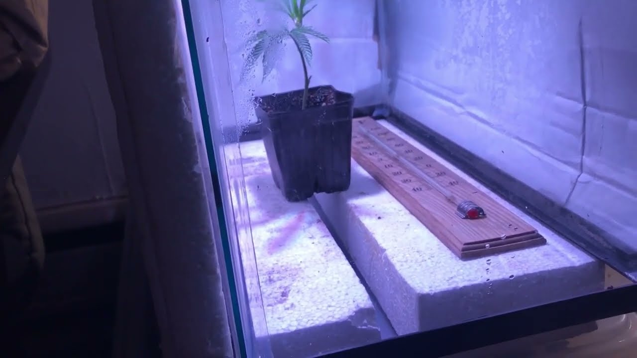 Cut Clone off Drago Cannabis Mother clone