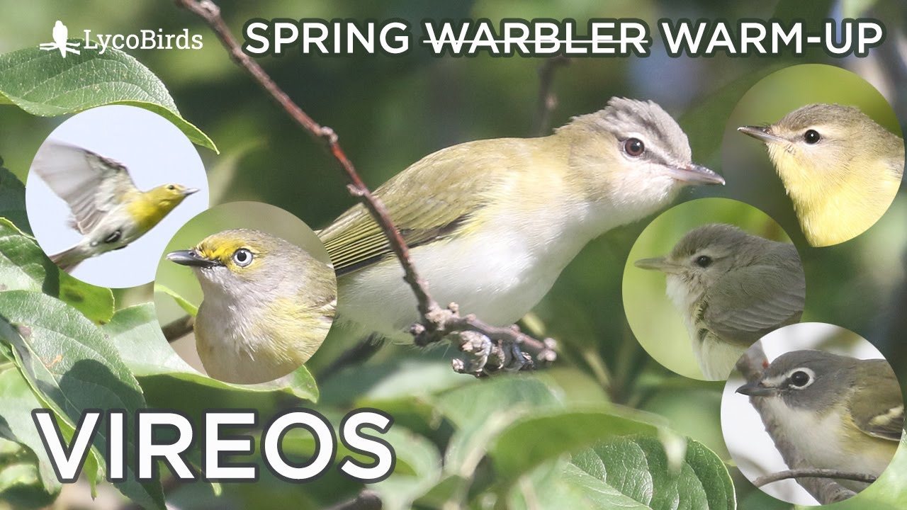 Vireo Identification | Spring 
