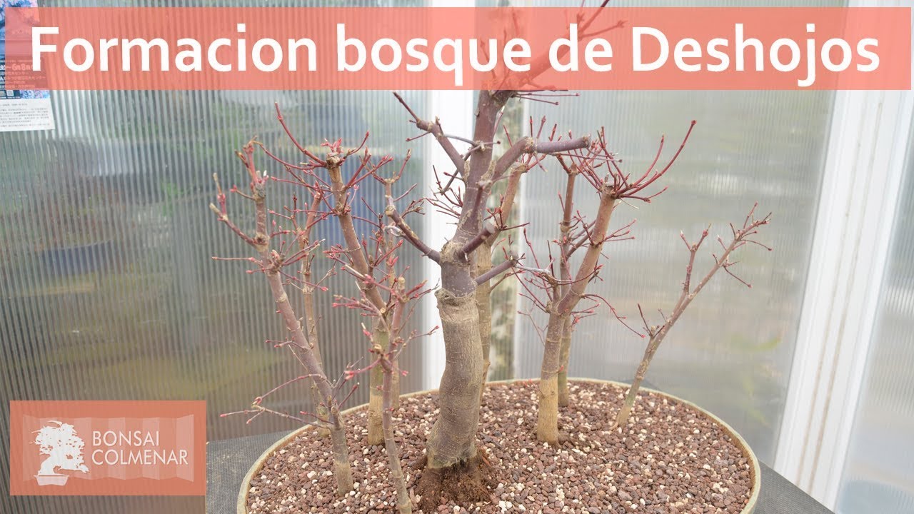 Formación bosque de Deshojos - Bonsai Colmenar