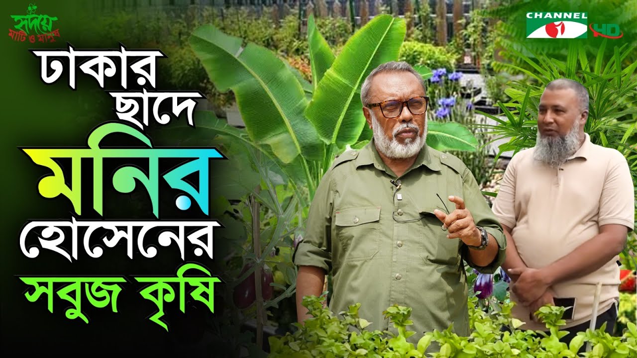 ঢাকার ছাদে মনির হোসেনের সবুজ কৃষি | নগর কৃষির অনুপ্রেরণাদায়ক গল্প|পর্ব ৩৬০ | Shykh Seraj | Channel i