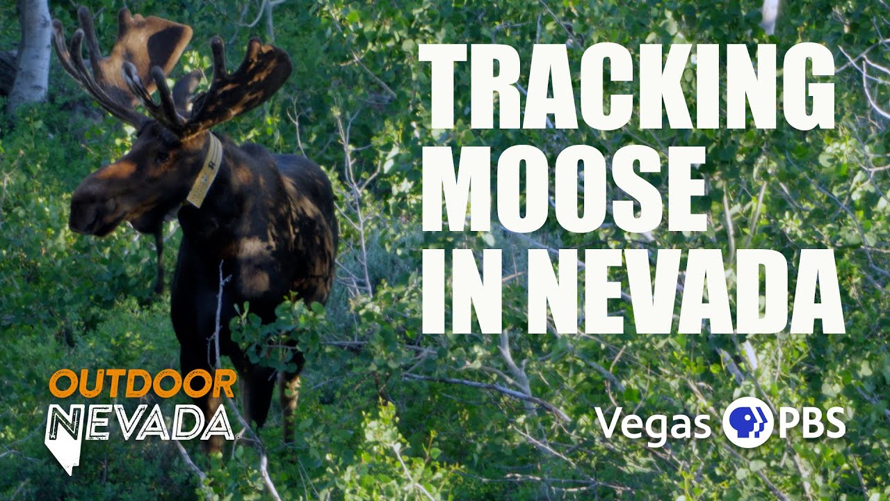 Tracking Nevada's Newest Large Mammals: Moose | Outdoor Nevada
