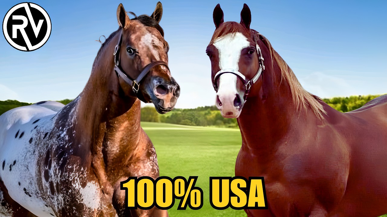 TODAS las Razas de caballos de los Estados Unidos