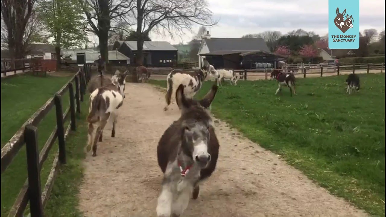Adoption Donkey Group April 2020