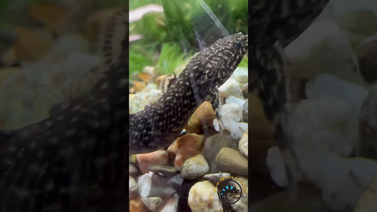 The Ornate Bichir: Fish or Dragon? 🐠 🐉 #fish #amazing #pets #aquarium #dragon #cool #fishtank