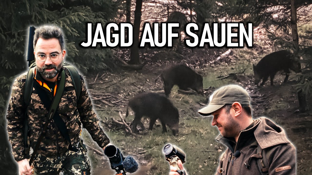 Selten: Jagd auf Sauen bei Tageslicht