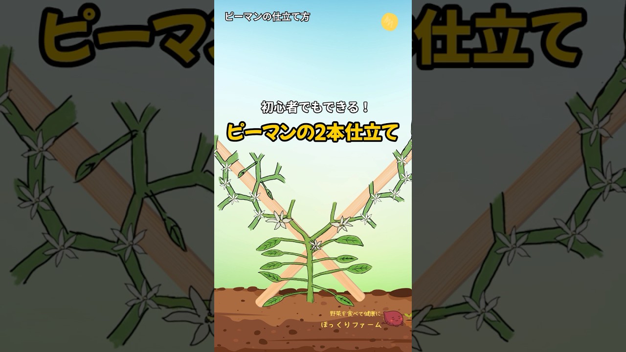 ピーマンの育て方｜2本仕立ての基本を図解で解説！初心者でも収量アップする方法とは？【整枝・誘引も紹介】