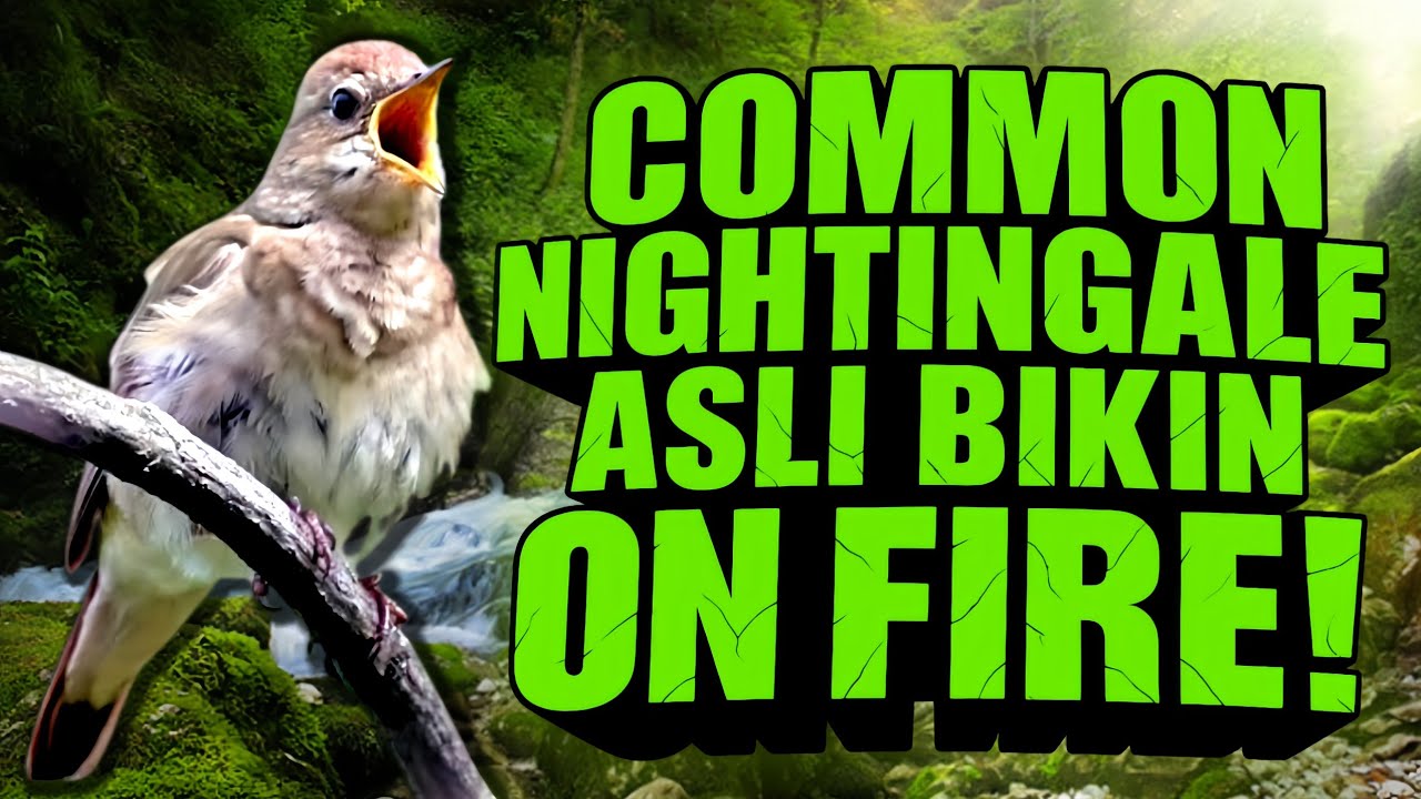 Common Nightingale – Suara Premium Bernilai Tinggi | Masteran Sikatan Londo Kelas Elite juara
