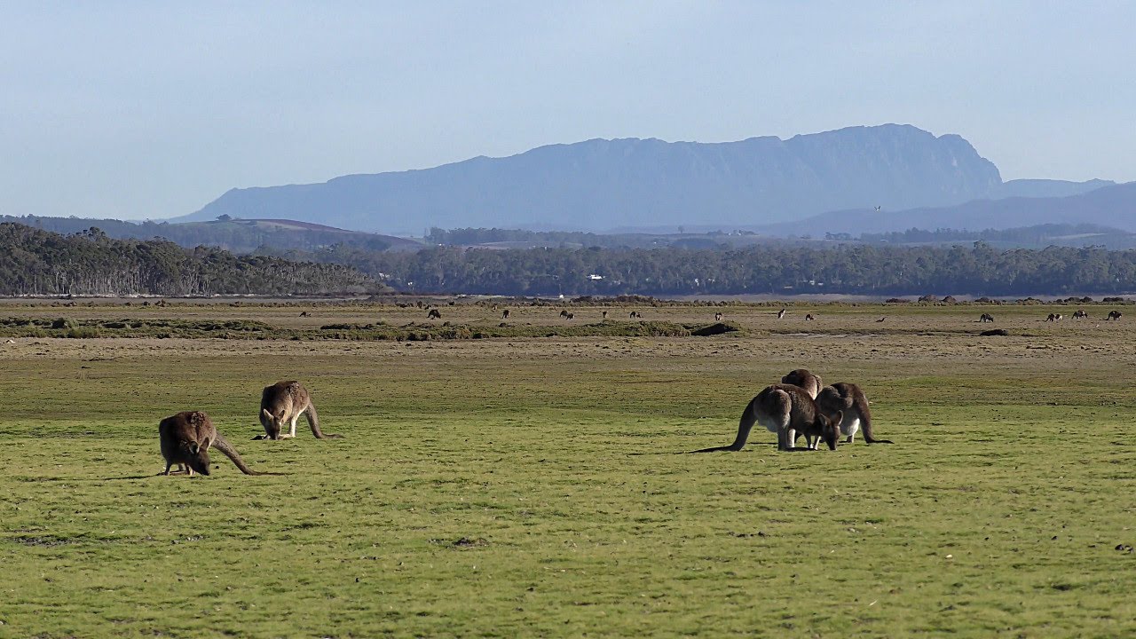 Narawntapu National Park - (and Wildlife) Tasmania