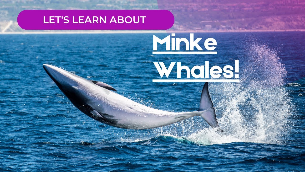 Whale Fact Wednesday - Minke Whales | Let's Learn About California's Smallest Baleen Whale