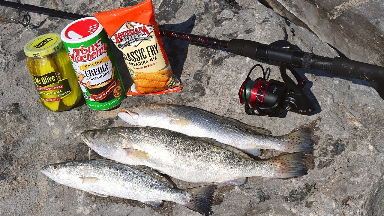 Fishing with Dolphins & Catching and Cooking Speckled Trout!