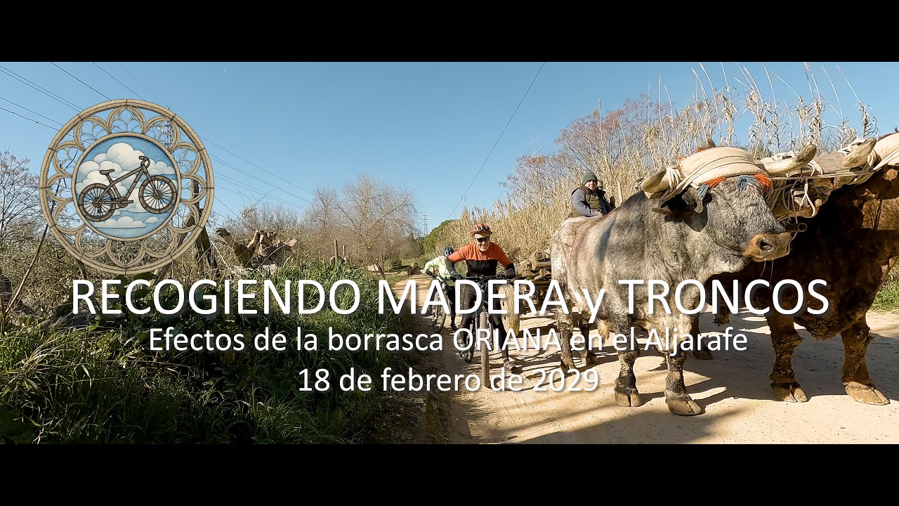 Recogiendo madera y troncos