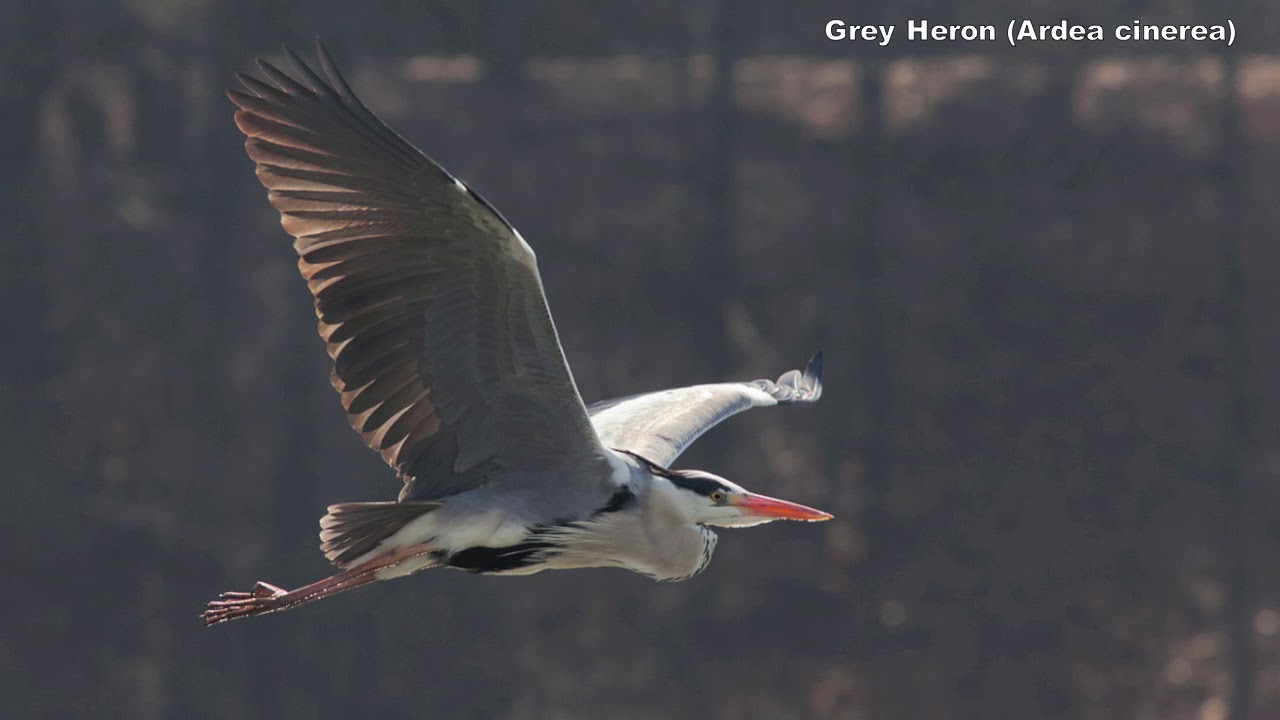 Birds of Seoul, South Korea