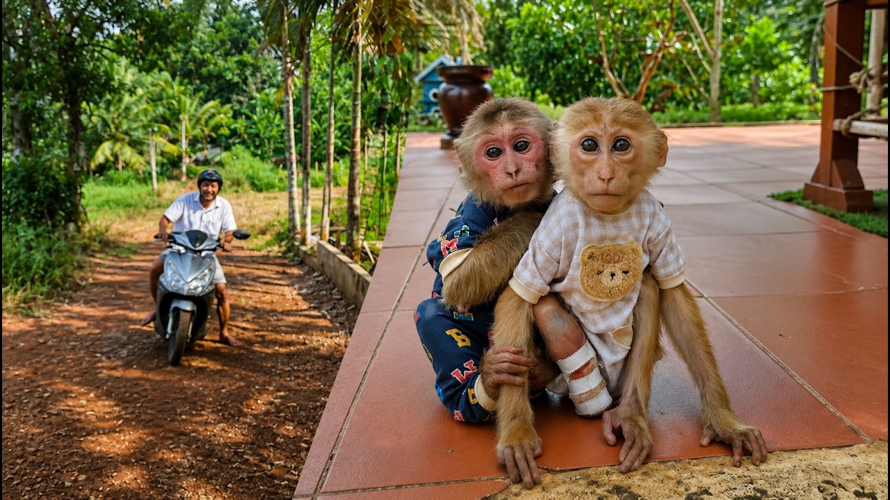 ❤️ Jobi And Hope Wait All Day For Grandpa Nam To Come Home 🐒