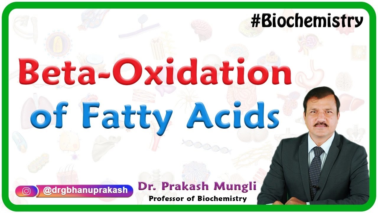 Beta-oxidation of Fatty Acids : MCAD Deficiency and Jamaican vomiting sickness : USMLE Biochemistry