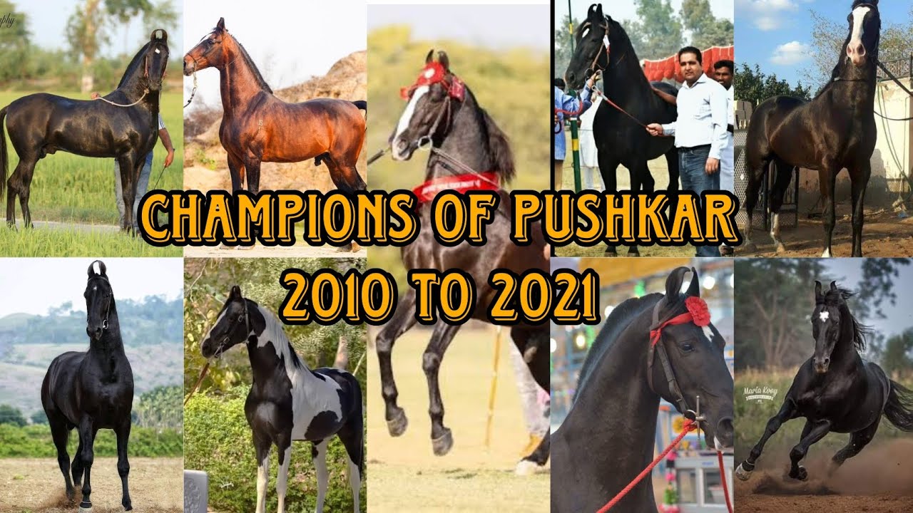Pushkar Horse Show Champion Stallions from 2010 to 2021