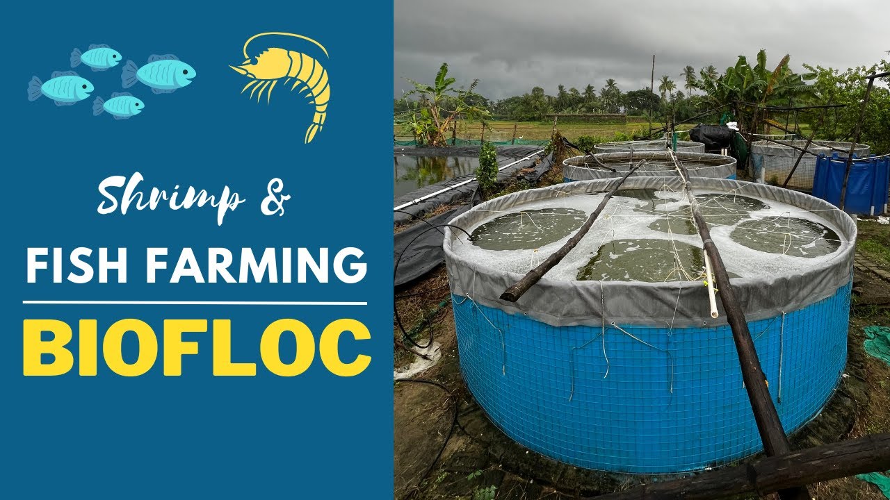 Shrimp and Fish Farming in Biofloc System - Importance of Minerals and Dissolved Oxygen (DO)