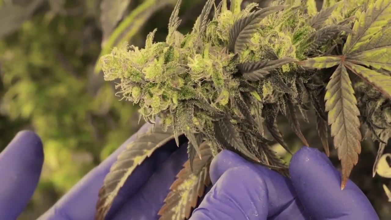 Victorian Government Releases First Glimpse of Secret Medicinal Cannabis Crop
