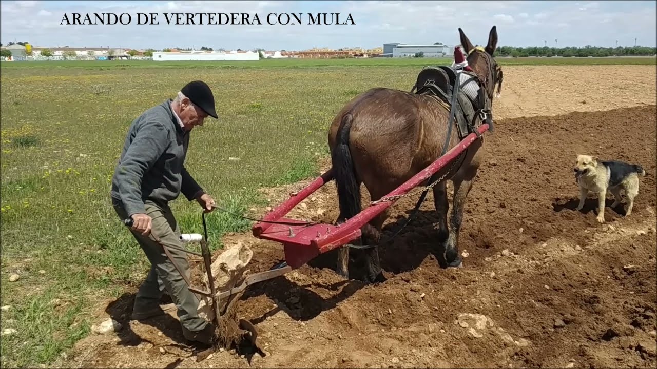 ARADO DE VERTEDERA CON MULA, ANTONIO CAÑAS, TOMELLOSO