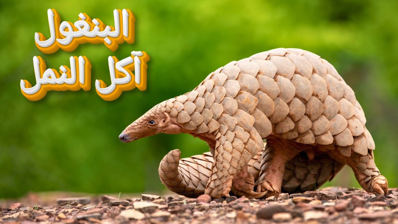 البنغول آكل النمل الحرشفي  اخطر حيوان مسالم في العالم