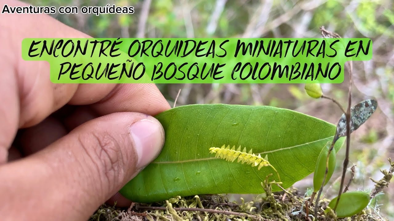 ENCONTRÉ ORQUIDEAS MINIATURAS EN PEQUEÑO BOSQUE COLOMBIANO