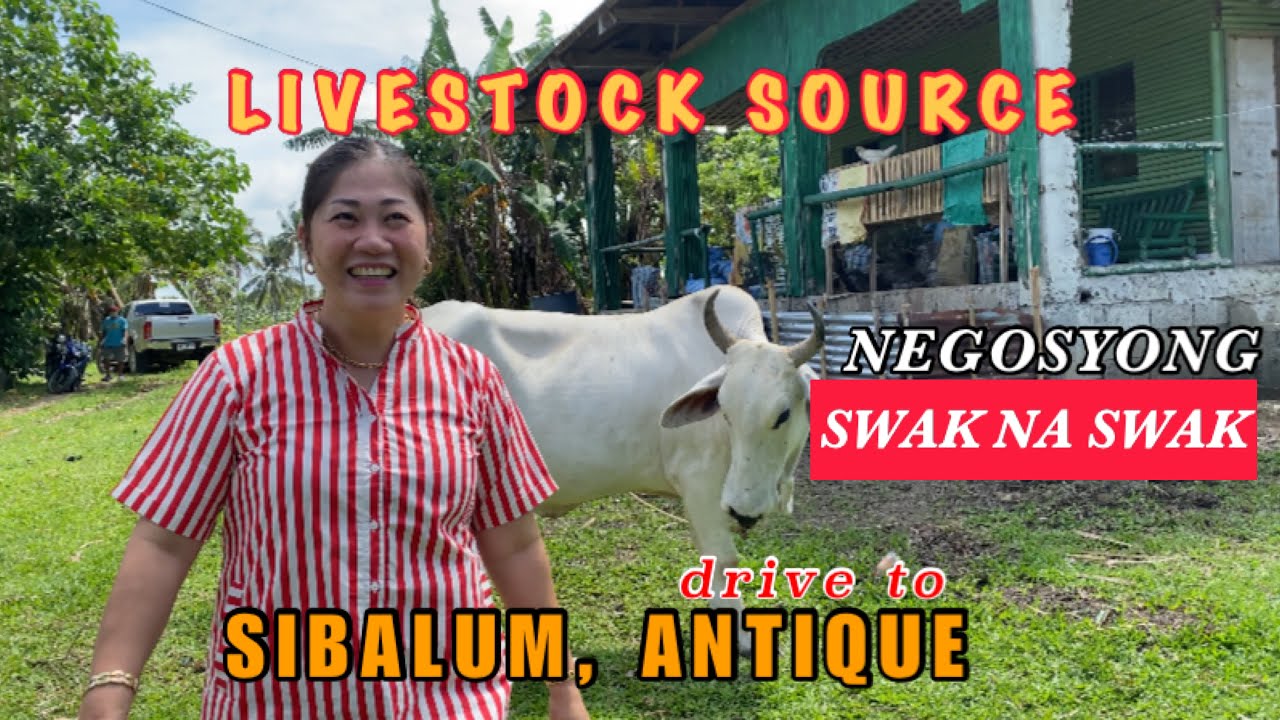VLOG #4: LIVESTOCK BUYING WITH SOLLE | SIBALOM, ANTIQUE | SOLLE'S GANDANG BUHAY