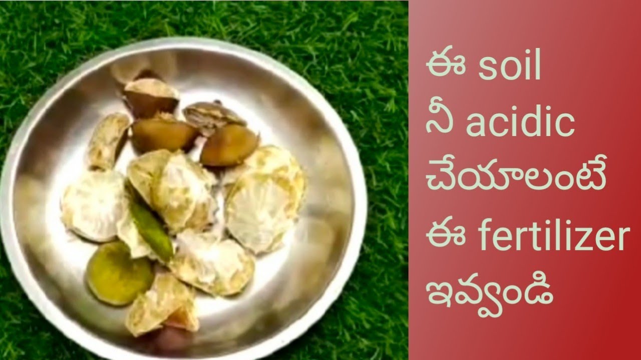 Lemon Peel Fertilizer| Lemon Peel Powder| Lemon Peel liquid fertilizer| Lemon Peel Benefits|