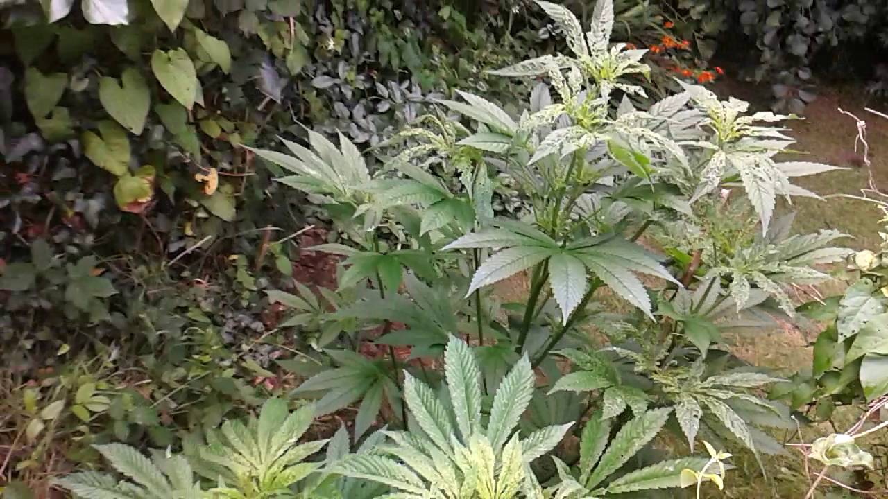 [UK] Afghani Regular Seeds OUTDOOR grow [Day 94]