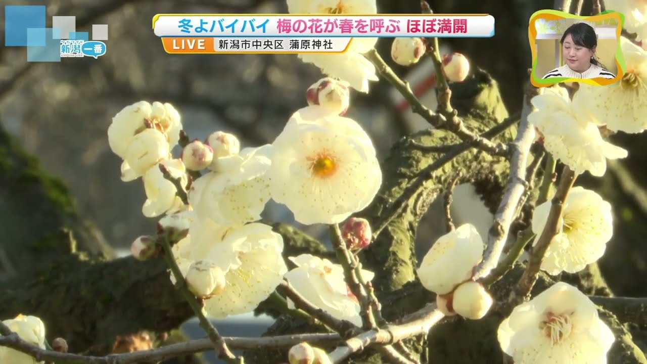 【梅の開花進む】満開の花も…13日頃にかけて気温が上がる見込み《新潟市》