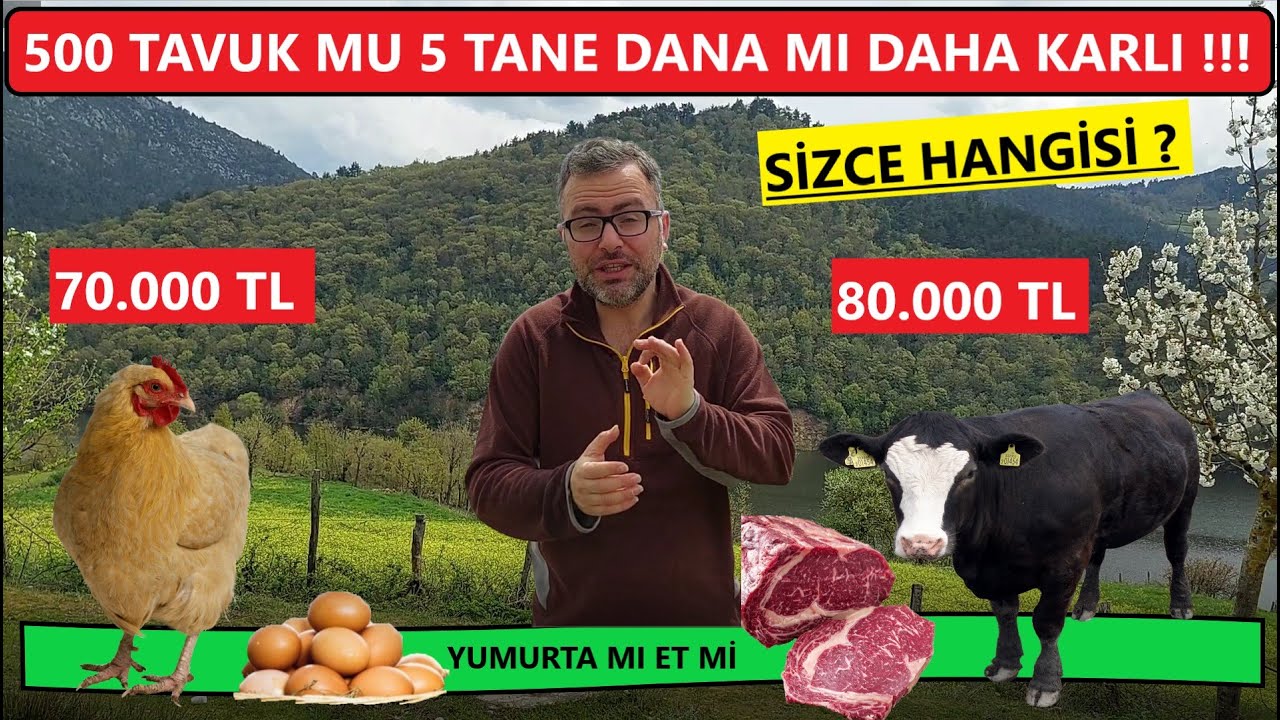 500 TAVUK MU 5 TANE BESİ DANASI BAKMAK MI DAHA ÇOK PARA KAZANDIRIR ?