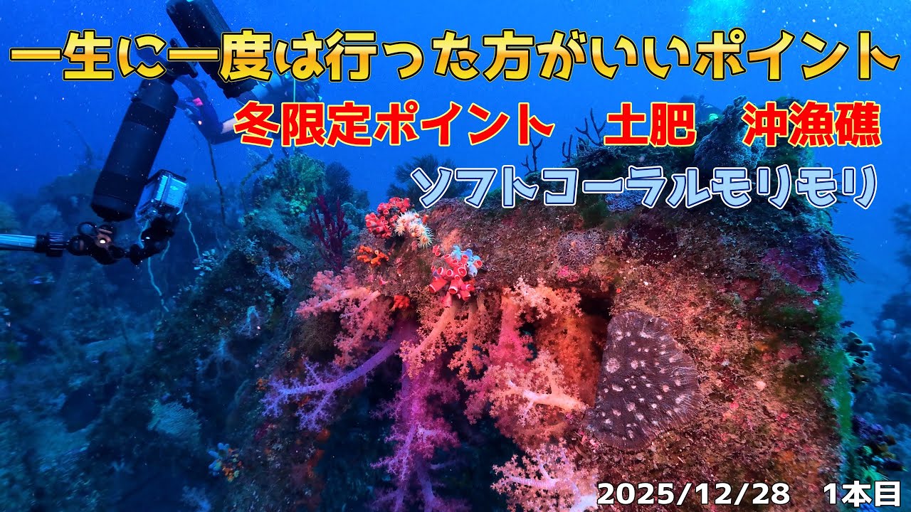 INONワイコン撮影！ダイバーが一生に一度は見に行った方が良いポイント、冬限定　土肥　沖漁礁見てきました　[伊豆/土肥/沖漁礁/ファンダイビング/ボートダイビング/スキューバダイビングvlog]