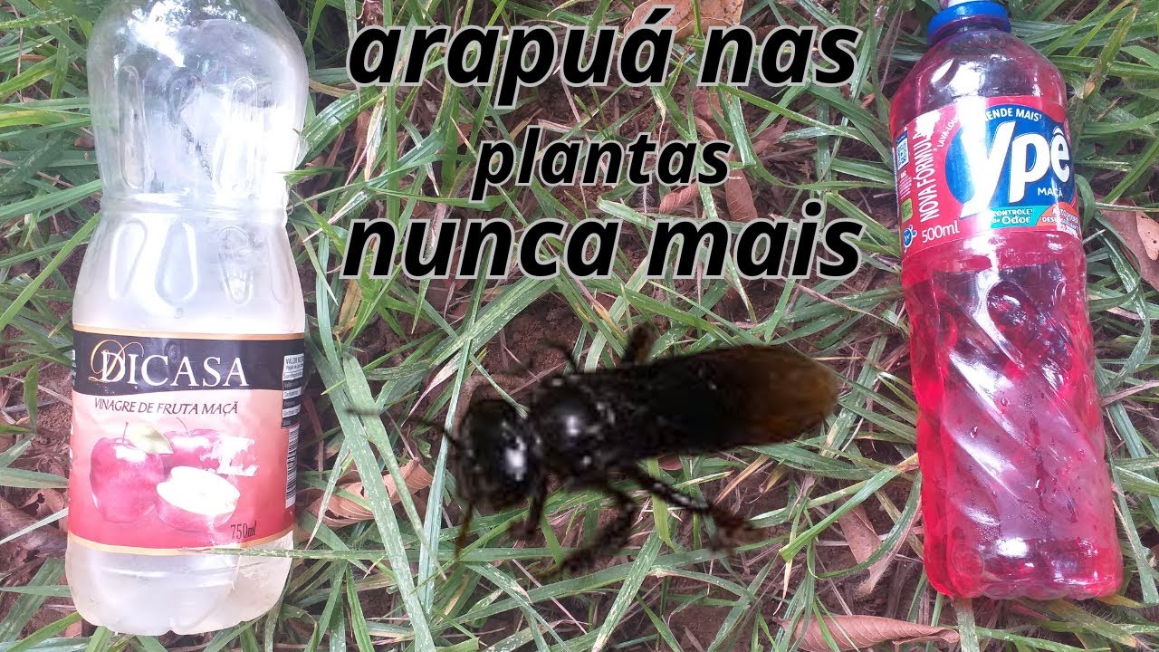 COMO ACABAR COM AS ABELHAS ARAPUÁ NAS SUAS PLANTAS. vai afastar todo tipo de pragas.