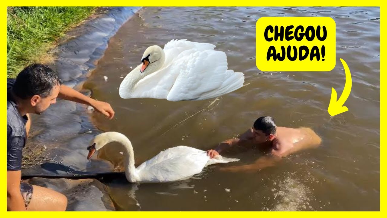 Tivemos que Entrar no Lago para Pegamos os Cisnes Brancos da @Quinta do Couto  | Gutejando