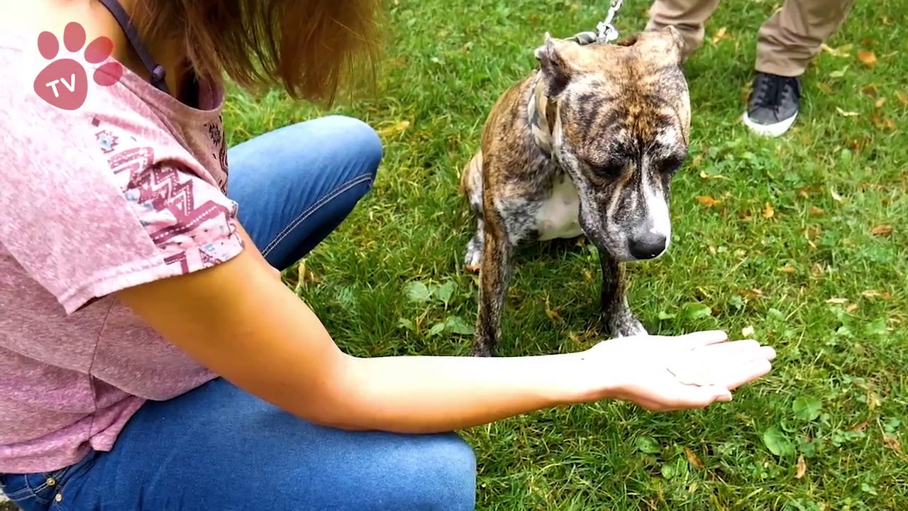 Tlapka TV - Škola triku