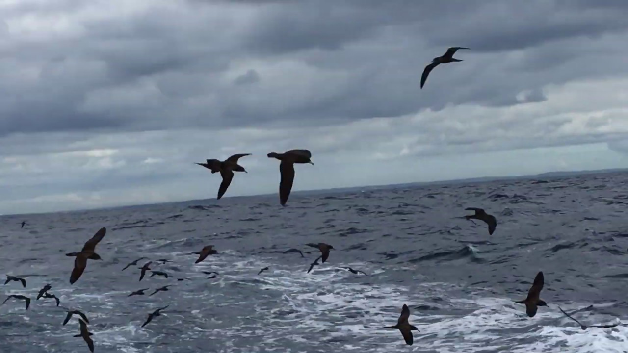 Awesome Sydney Pelagic Birding