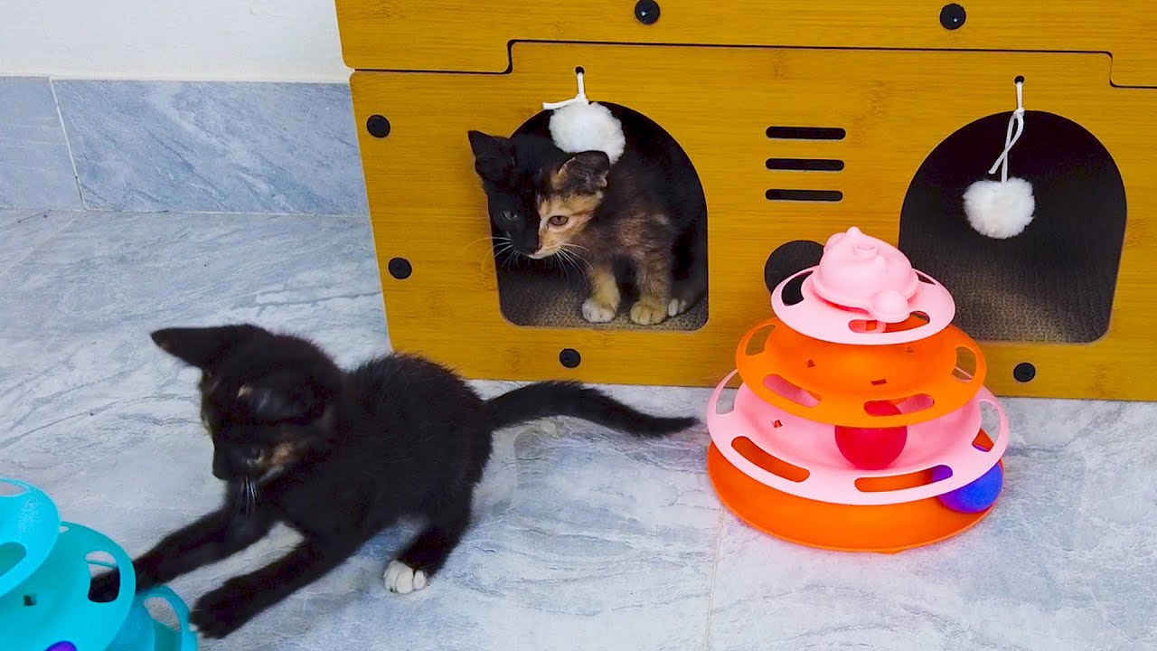 Toy Time! My Cats Go Crazy In the Cutest Way 😹