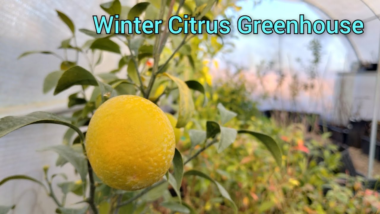 Winter Citrus Greenhouse Walkthrough (RARE Cold Hardy Citrus Trees)